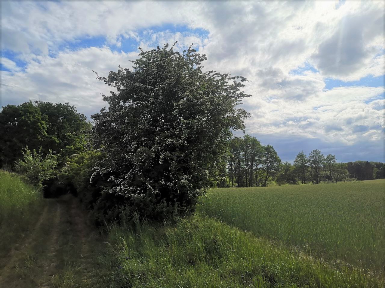 Eine blühende Feldhecke neben einem Weg zwischen Feldern.